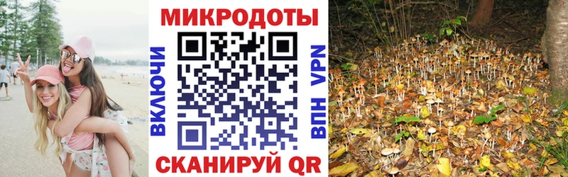 хочу   Малмыж  Псилоцибиновые грибы Psilocybe 